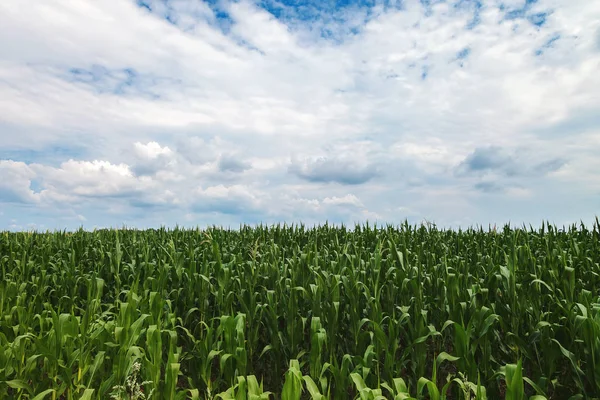 Campo Maíz Contra Cielo Azul Con Nubes —  Fotos de Stock