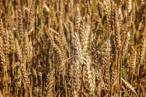 Ripe Ears Wheat Field Background — Stock Photo, Image