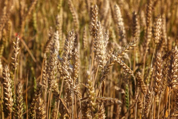 Zralé Uši Pšeničného Pole Jako Pozadí — Stock fotografie