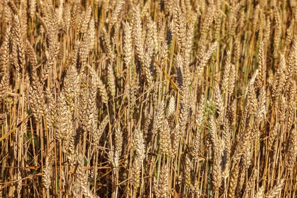 Zralé Uši Pšeničného Pole Jako Pozadí — Stock fotografie