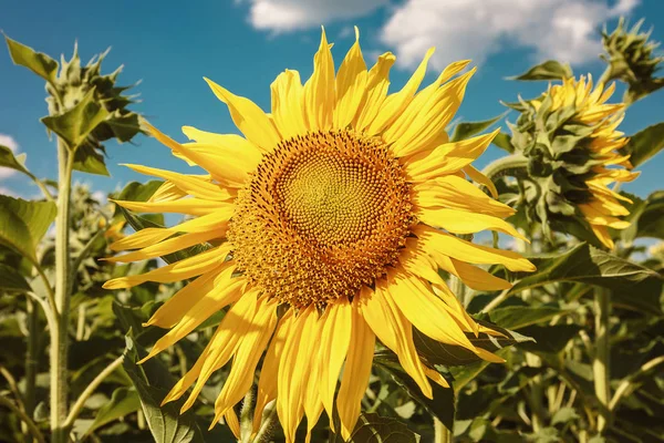 Campo Girasoles Soleado Día Verano — Foto de Stock