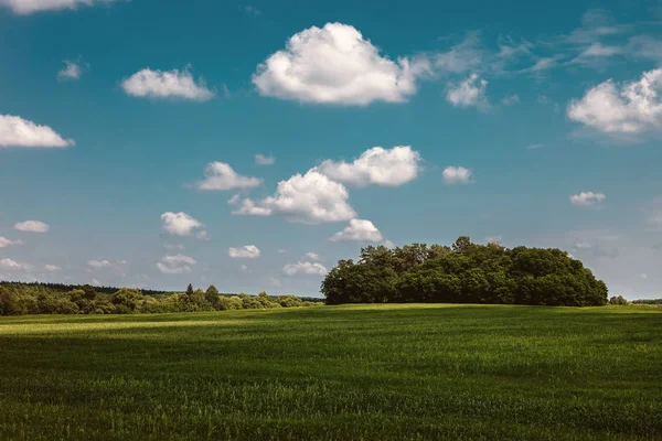 Pradera Verde Campo Trigo Día Soleado —  Fotos de Stock