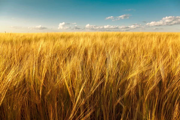 Пшеничное Поле Солнечный Летний День — стоковое фото