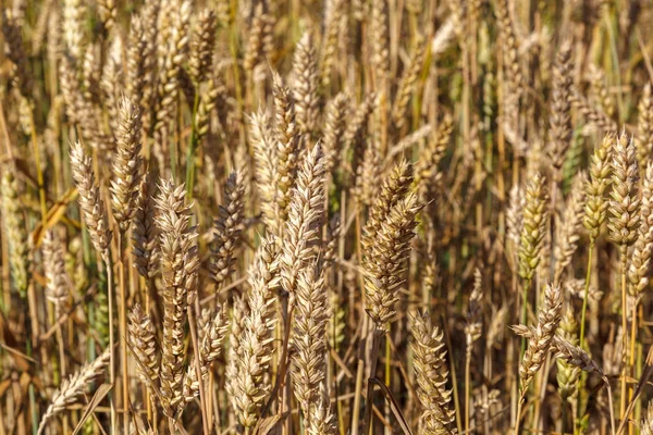 Ripe Ears Wheat Field Background — Stock Photo, Image