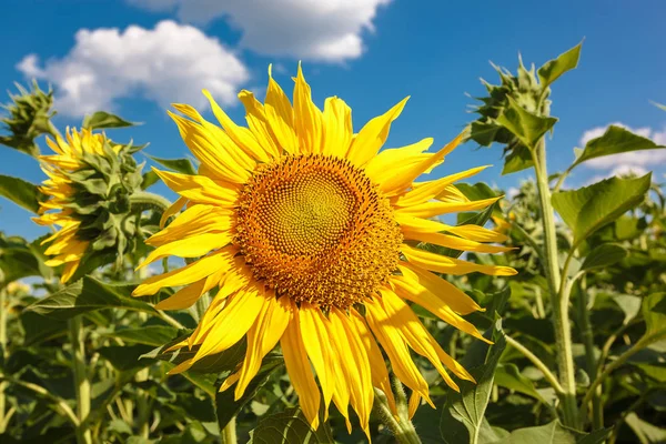 Zonnebloemen Een Zonnige Zomerdag — Stockfoto