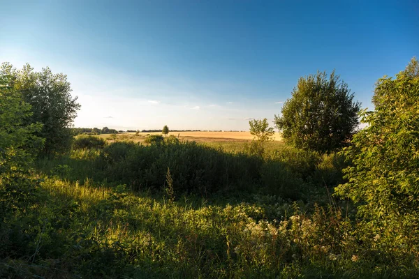 Zielone Pole Łąka Pszenicy Słoneczny Dzień — Zdjęcie stockowe