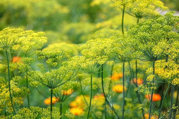 Dill Blooming Garden Sunny Day — Stock Photo, Image