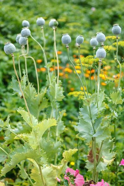 Poppy Jardim Dia Ensolarado — Fotografia de Stock