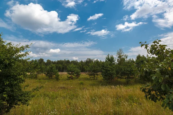 Grön Äng Och Vete Fält Solig Dag — Stockfoto