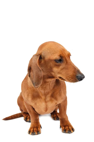 Рыжая Гладкошерстная Собака Таксы Выделяется Белом Фоне — стоковое фото