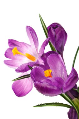 Beyaz arkaplanda izole edilmiş Crocus çiçekleri.