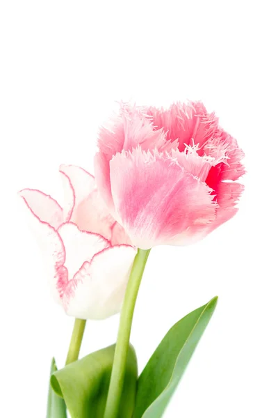 Tulips Flowers Bouquet Isolated White Background — Stock Photo, Image