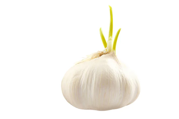 Garlic head isolated on white background. — Stock Photo, Image