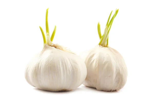 Garlic head isolated on white background. — Stock Photo, Image
