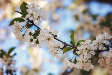 Mavi gökyüzü çiçek açması kiraz Şubesi.