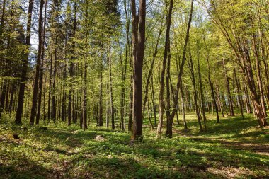 Bahar yeşil ormanı güneş ışığında