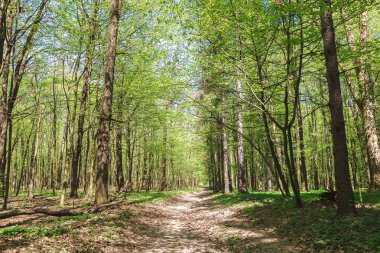 Bahar yeşil ormanı güneş ışığında
