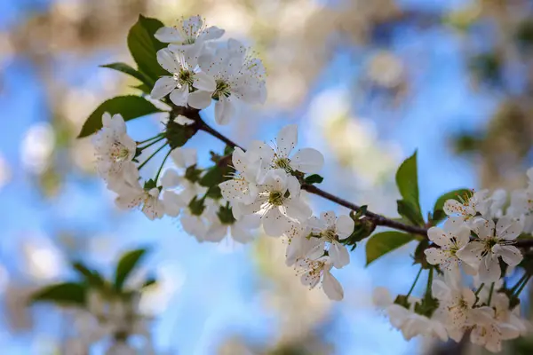 Gren av blommande körsbär mot den blå himlen. — Stockfoto