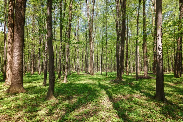 Spring green forest in the sunlight — стоковое фото