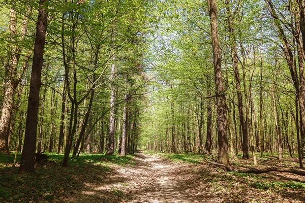 Bosque verde de primavera a la luz del sol — Foto de Stock