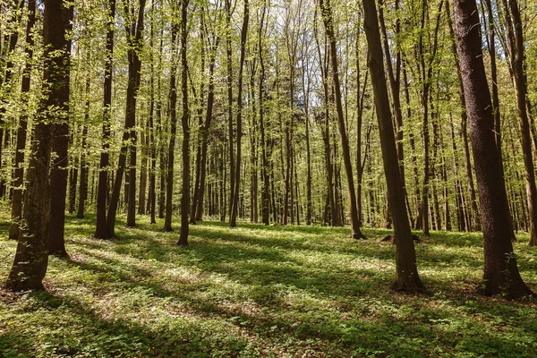 Voorjaar groen woud in het zonlicht — Stockfoto