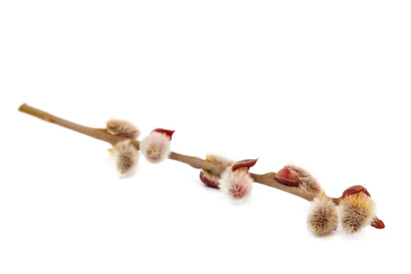 Flowering willow branch isolated on white background. — Stock Photo, Image