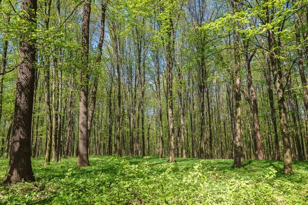 햇빛을 받는 봄 초록빛 숲 — 스톡 사진