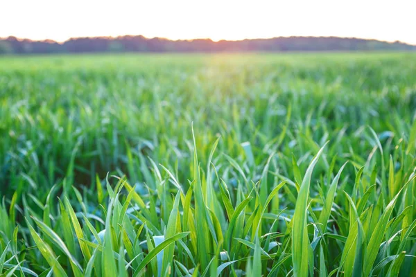 Campo verde con plántulas de primavera trigo, centeno —  Fotos de Stock