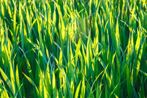 Зеленое поле с весенними саженцами пшеницы, ржи — стоковое фото