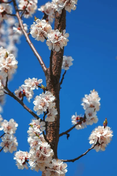 Gren blommande körsbär eller aprikos mot den blå himlen — Stockfoto