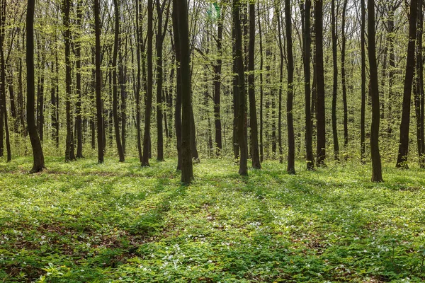 Green deciduous forest on a sunny day — Stock Photo, Image