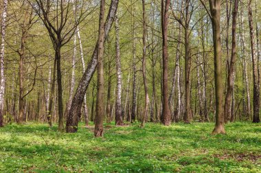 Güneşli bir günde yeşil yaprak döken orman