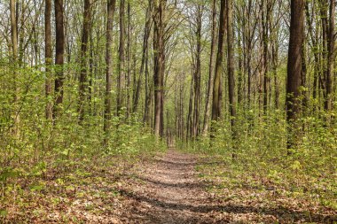 Güneşli bir günde yeşil yaprak döken orman