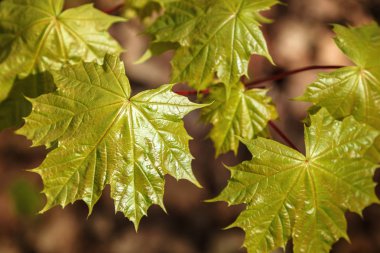 güneşli bir günde bir zemin olarak yeşil yaprakları