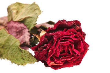 Beyaz arka plan üzerinde izole kurutulmuş gül çiçek