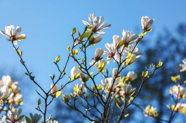 Çiçekli dal Manolya ağacı mavi gökyüzü karşı.
