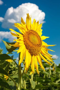 Güneşli bir yaz gününde ayçiçeği tarlası