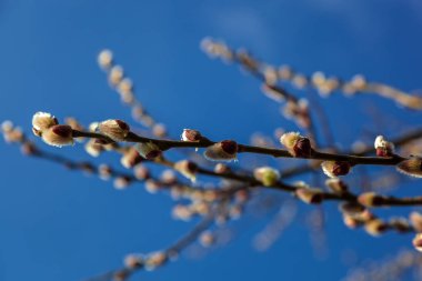 Mavi gökyüzüne uzanan söğüt dalları