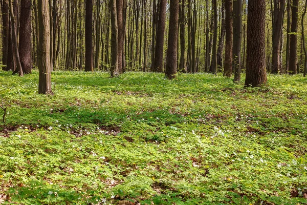 Зеленый лиственный лес в солнечный день — стоковое фото