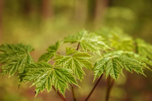 Groene bladeren op een zonnige dag als achtergrond — Stockfoto