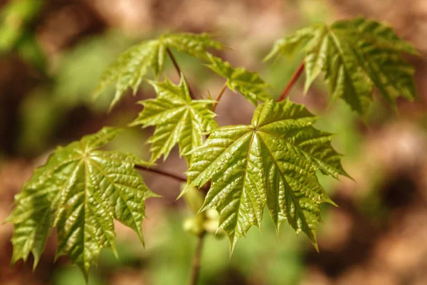 Groene bladeren op een zonnige dag als achtergrond — Stockfoto