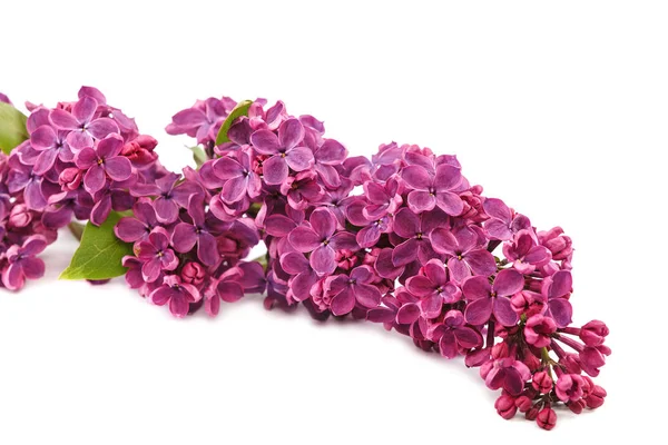 Lilac větev izolované na bílém pozadí — Stock fotografie