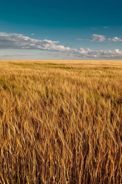 Campo de trigo en un día soleado de verano — Foto de Stock