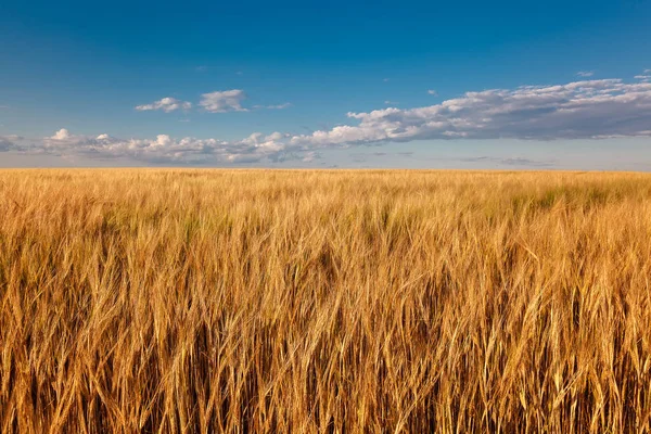 Campo di grano in una giornata estiva soleggiata — Foto Stock