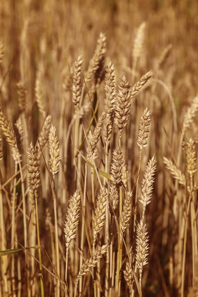 Zralé uši pšeničného pole jako pozadí — Stock fotografie