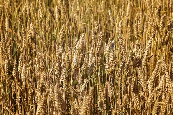 Mogna öron vetefält som bakgrund — Stockfoto