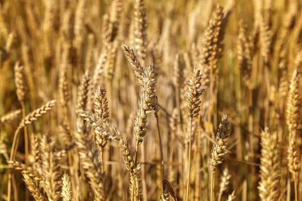 Arkaplan olarak olgun buğday tarlası kulakları — Stok fotoğraf