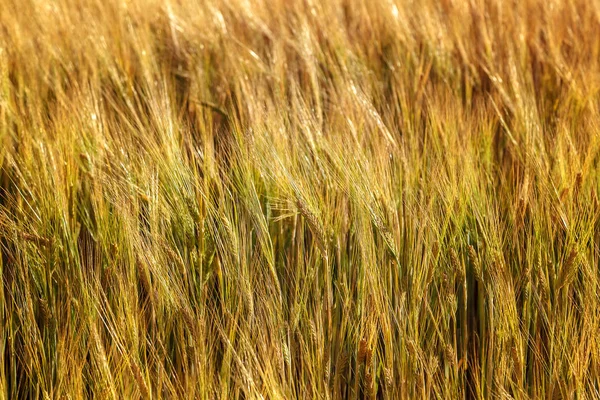 Ripe ears of wheat field as background — Stock Photo, Image