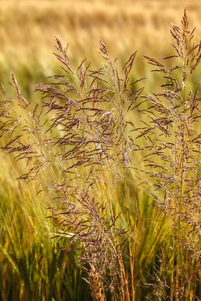 Dojrzałe uszy pola pszenicy jako tło — Zdjęcie stockowe