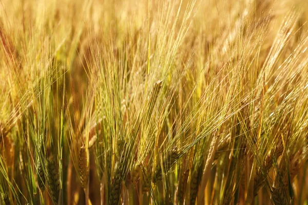 Zralé uši pšeničného pole jako pozadí — Stock fotografie